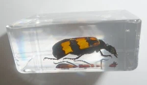 Blister Beetle Specimen in Small Clear Resin Block Teaching Kit TE1 - Picture 1 of 9