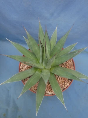 Agave HYBRID "Blue Ember" STARTER Plant 2.5"+ Wide Super Nice Stiff Spiky Leaves - Image 1 of 4