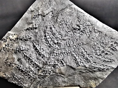 Margaritopteris pseudocoemansi – Carboniferous fossil fern - Image 1 of 4