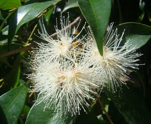 Winter Cherry Trees For Sale Ebay