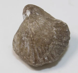 Brachiopode, Rhynchonella lacunosa, Jura, Oxford, Messelberg, Deutschland -x587 - Picture 1 of 6