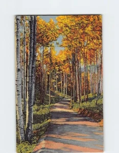 Postcard Road through the Aspens - Picture 1 of 2