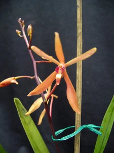 Neofinetia falcata x Renanthera vietnamensis, Orchidee, blühend - Bild 1 von 2