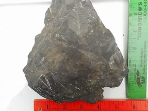 .Neuropteris Farn Fossil ST. CLAIR PA, PÄDAGOGISCHE Pflanzen 1 Pfund 2 oz  - Bild 1 von 7
