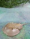 hsc12a Taxidermy Ocean Horseshoe Crab dsply collectible specimen oddities 5-6"