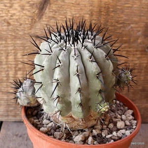 D5176 COPIAPOA CINEREA ESPINAS NEGRAS PROLIFERA maceta 14-H12-W14 cm MaMa Cactus - Imagen 1 de 4