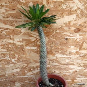 D4603 PACHYPODIUM FIHERENSIS pot22-H51-W5 cm MaMa Cactus - Imagen 1 de 4