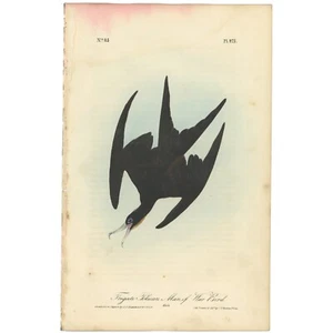Audubon Birds Octavo 1st Ed 1840 h/c litho Pl 421 Frigate Pelican Man of War - Picture 1 of 2