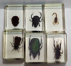 6 Total Bugs In Lucite, Scorpion, Moth, Black Stripe Green Rose Chafer Beetle +3