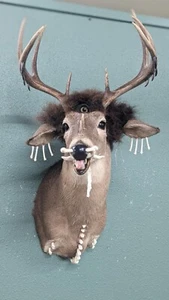 Whitetail Deer Real Antler Deer Taxidermy Mount Freak Deer Dracula - Picture 1 of 7