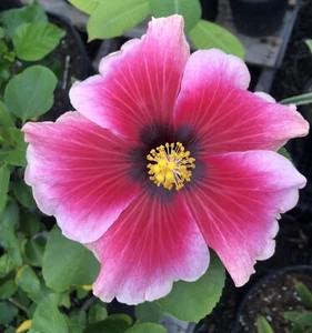 Seeds! Exotic Tropical Hibiscus Hybrid Seeds - Sweet Cheeks x Belle Du Jour - Picture 1 of 13