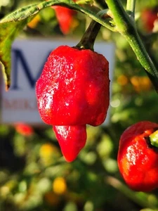 Drax in Fire , 10 semillas , Capsicum chinense (530) - Picture 1 of 1