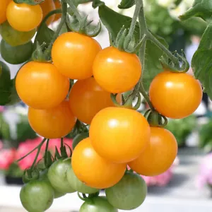 Cherry Tomato 'Tumbling Tom Yellow'. Plug Plant x 5. Tomato for hanging baskets - Picture 1 of 2