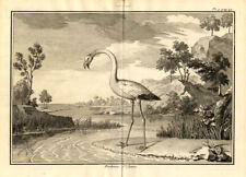 2 Antique Prints-FLAMINGO-ANATOMY-Perrault-Duflos-1734