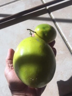7-10" TALL Organic PASSIFLORA EDULIS FLAVICARPA (LILIKOI) LIVE PLANTS. MARACUYA - Image 1 of 4