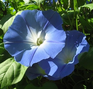 SAMEN Rankpflanze Trichterwinde neue Saat Rabatte Blumensamen tolle Pflanzen - Bild 1 von 1