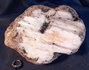 HORQUILLA WIGGINS MADERA PETRIFICADA de WYOMING - ESPÉCIMEN ÁSPERO - 13+ LBS! - Imagen 1 de 9