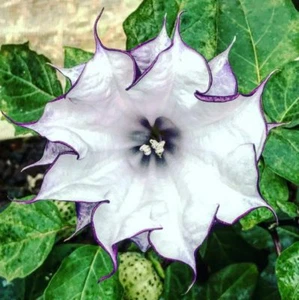 Datura Double Metel Purple, Diabelska trąbka, Róg obfitości - 10 ementów - Zdjęcie 1 z 3