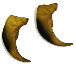 2 MODELOS 3 PULGADAS ENORMES GARRAS DE OSO NEGRO #RK18 imitación grandes garras de oso animales salvajes - Imagen 1 de 1