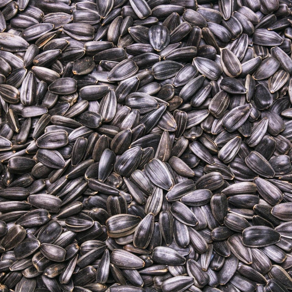 30 kg Sonnenblumenkerne Schwarz Futter Ganzjahresvogelfutter Vogelfutter 30 kg - Bild 1 von 4