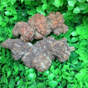 337g Specimens of fossilized dinosaur dung from Madagascar  X664 - Picture 1 of 6