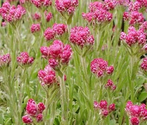 ANTENNARIA PUSSYTOES RED Antennaria Dioica Rubra - 100 Bulk Seeds - Picture 1 of 1