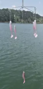 Largemouth bass umbrella rig Rainbow Trout swim baits. Striper Trolling - Picture 1 of 4
