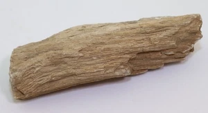 fossiles Holz, Tertiär, Eozän, Eden Valley, Wyoming, USA -L575 - Picture 1 of 6