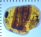 Clear Hypnum Moss Inclusion, Botanic Fossil in Genuine Burmite Amber, 98myo