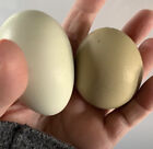 Olive Egger Chicken 4++ hatching eggs~RaRe Dark F1-F6 NPIP Beautiful Stock