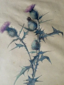 ALTE MEISTERZEICHNUNG ""Distel"" um 1845 WUNDERKAMMER/BOTANISCH/NATURALIA - Bild 1 von 3
