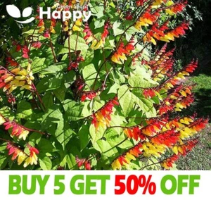 MINA LOBATA - Spanish flag - 65 seeds - Climbing flower - Firecracker Vine - Picture 1 of 8