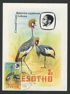 LESOTHO MK FAUNA AVES AVES OISEAUX TARJETA MÁXIMA CARTA TARJETA MÁXIMA MC CM d247 - Imagen 1 de 1