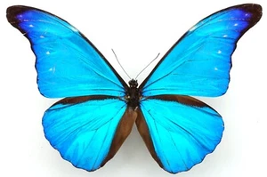 MORPHO RHETENOR EQUATENOR MALE FROM NAPO, ECUADOR - Bild 1 von 2