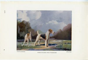 WIRE HAIRED FOX TERRIER OLD 1930's BOOKPLATE PAGE DOG PRINT Artist Ward Binks - Picture 1 of 1