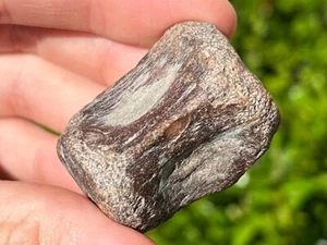 Smilodon Säbel Katze Wirbel Knochen Fossil Texas Pleistozän Eiszeit Fleischfresser - Bild 1 von 18