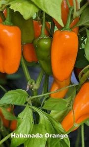 SEED- Sweet Peppers Habanada - No Heat but Sweet (Sweet Habanero) Sweet Heat - Bild 1 von 12