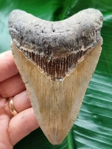 10,5 cm dente grigio-blu del megalodonte - squalo fossile dente di squalo - Foto 1 di 7