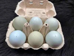 6 bunte natürliche ausgepustete Hühnereier nicht gefärbt, natürlich zu Ostern - Bild 1 von 7