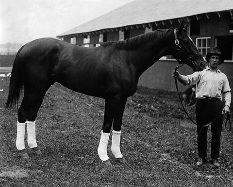 1920 Champion Racehorse MAN O WAR Glossy 8x10 Photo Print Thoroughbred Poster Cover