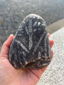 Rare large Irish Fossil Stone Natural Ancient Markings Handpicked -551g - Picture 1 of 5