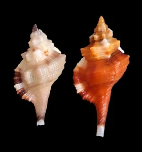 Sea shell cymatium comptum 2pcs. 27mm & 32mm, gem, nice colored, perfect - Picture 1 of 5