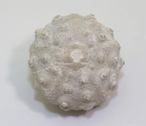 Riccio di mare, Hemicidaris intermedia, Jura, Oxford, Novion Porcien, Francia -L369 - Foto 1 di 6