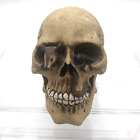 Figurine vintage banc de crâne en résine Summit Collection souris bug horreur d'Halloween 5" de haut