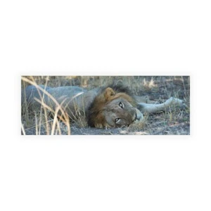 Stampa su Tela su Carta Poster o Quadro Bennion Scott Napping With Open Eyes - Picture 1 of 2