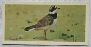 1976 Craven Black Cat British Birds card No. 38 Ringed Plover
