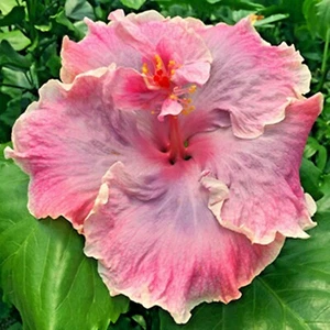 ☑️ MADAGASCAR HIBISCUS MOSCHEUTOS Hibiscus seedpack Rose Of Sharon HS791 - Picture 1 of 7
