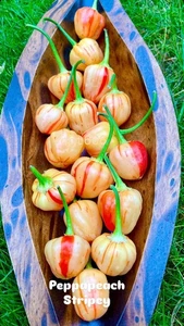Peppapeach Stripey  Chili Samen wunderschöne gestreifte Chili Capsicum Baccatum - Bild 1 von 6