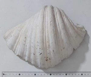 57723 Conchiglia di mare - Tridacna Crocea - 260 mm - Picture 1 of 7