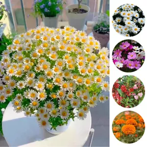 5 Varieties of Flower Seeds Combo For Garden Beautiful Bloom Germination Seeds./ - Picture 1 of 26